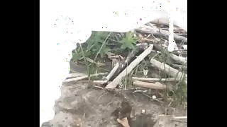 Watching her make an entrance approaching outside